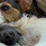 Gata perde-se em França e percorre mil km para encontrar dona na Alemanha