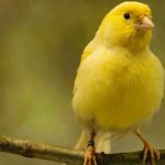 Investigação quer descobrir os exercícios físicos mais eficazes para manter o cérebro saudável e procura voluntários