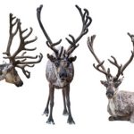 ‘Vendedor de veneno’ canadiano enfrenta acusações de homicídio