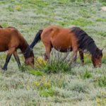 Apresentação do segundo volume das Obras Completas de Maria Ondina Braga