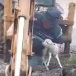 II Congresso Internacional em Enfermagem na Pessoa em Situação Crítica realiza-se no ISAVE