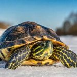 Tomada de posse da nova Comissão Diretiva do Centro de Estudos Mirandinos e apresentação do livro “Sá de Miranda e a História Literária”
