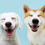 Assembleia Municipal de Terras de Bouro no próximo dia 23 no Gerês