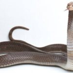 Polícia de Nova Iorque descarta robô de vigilância do metro após 5 meses