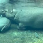 Misericórdias assinam moção de desapontamento e preocupação com o financiamento da Rede Nacional de Cuidados Continuados Integrados