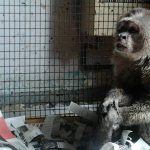 Passou 37 anos detido erroneamente e agora, será indemnizado em 12 milhões