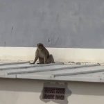 Marcha com cerca de 100 viaturas de agricultores bloqueia acesso a Valença