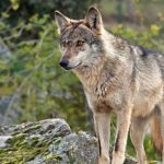 PSP identifica suspeito de 21 anos de roubo por esticão em Guimarães