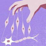 Investigadores portugueses desvendam mistério secular sobre a cor dos cucos