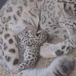 “Atirador de fisgas em série” aterroriza vizinhos durante 10 anos nos EUA