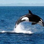 Quatro erros ao pequeno-almoço que estão a afetar o seu metabolismo