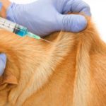 Novo estudo da YouGov e do Good Food Institute revela interesse dos consumidores portugueses por carne cultivada