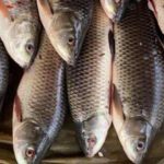 Uri Geller devolve livro sobre si mesmo a biblioteca ao fim de… 47 anos