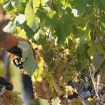 Direção Geral do Consumidor analisa mais de 140 cláusulas contratuais em sites e plataformas de marketplace