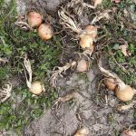 Torre celebra Nossa Senhora da Assunção de 13 a 15 de agosto