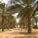 Estudo da UMinho revela mudanças visuais que ocorrem com o mergulho