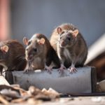 Câmara de Guimarães atribui cerca de 2 milhões de euros em subsídios para instituições de apoio social