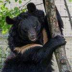 Empresa LusoSpace apresenta microssatélite PoSAT-2 a lançar em outubro