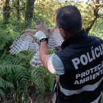 Dois homens detidos por tráfico de droga em Barcelos