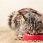 Crianças no telemóvel? Por quanto tempo? Esclarecemos todas as dúvidas