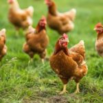 Amares recebeu 8ª descida do Cávado pelo ambiente