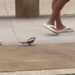 Famalicão ‘rouba’ promessa do Sporting para reforçar plantel