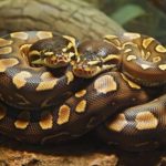 Idosa tem alta, mas morre após cair de maca em “estado deplorável”