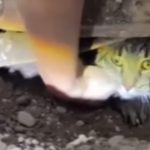 Células estaminais e síndrome mielodisplásica