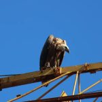 Dois feridos graves em capotamento na Póvoa de Lanhoso