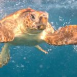 Arte e identidade assinalam Dia Municipal para a Igualdade em Vila Verde