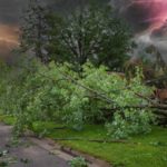 Cadáver de orca deu à costa em Viana do Castelo