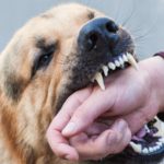 Academia do Berço SC representa um passo importante para o futuro do clube