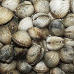 Valença colocou lombas redutoras de velocidade