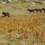 GNR  de Viana do Castelo detém homem por furto e recupera bicicleta elétrica de 6 mil euros