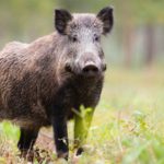 Se digitalização e IA não funcionarem para todos é “oportunidade perdida”