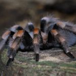 Homem declarado morto acorda a caminho da cremação na Índia