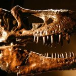 Incêndio em casa faz cinco feridos em Braga