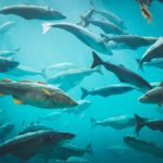 CAM KIB Festival regressa a Braga nos dias 14 e 15 de Dezembro