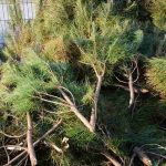 Braga lidera projeto internacional para a promoção da cidadania digital e do talento inteligente