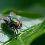 “Alimento esquecido” promete revolucionar a sustentabilidade