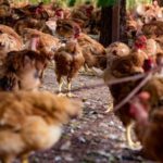 Degelo dos glaciares desencadeará avalanche de impactos em cascata