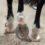 BE promoveu “Conversa com Francisco Louçã” em café de Vila Verde