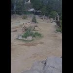 Ossos e gordura também terão sido usados nas fogueiras na Idade do Gelo