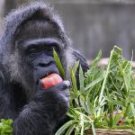 Touro persegue homem e destrói carro em estrada de São Paulo