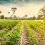 Domingos Alves avança com candidatura independente à Junta de Rendufe