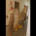 Comissão Europeia oferece passes de viagem a 800 jovens portugueses