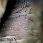 Braga recebe os melhores bailarinos do mundo no World Championship Choreographic Latin