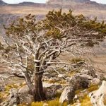 Comissão Europeia oferece passes de viagem a 800 jovens portugueses