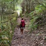 Comboio Histórico do Vouga volta a apitar na única linha de via estreita em Portugal