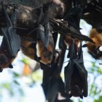 Pinguim surge a nadar em praia do Rio de Janeiro